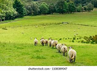 Sheep Following Each Other, Getty Images