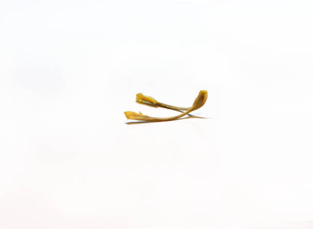 Wishbone Getty Images